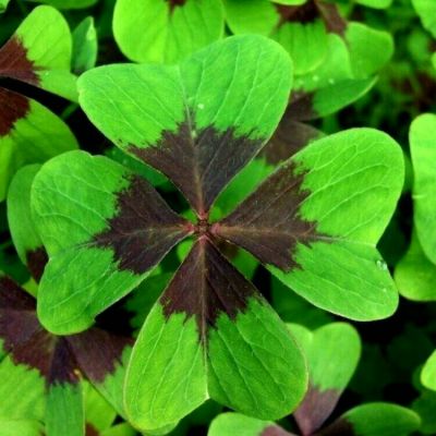四叶草qq头像大全梦幻最美四叶草女生个性头像