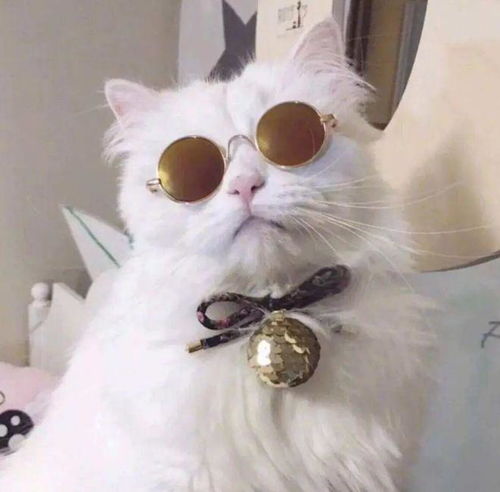 猫咪性格好不好,看这五点就知道啦