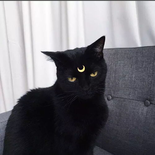 女生猫咪头像高级感小众莫兰迪