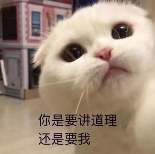 搞笑段子我永远屈服于温柔,而你就是温柔本身