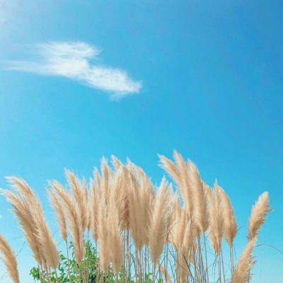 风景专用微信头像图片随风飘摇风景静物头像我要个性网