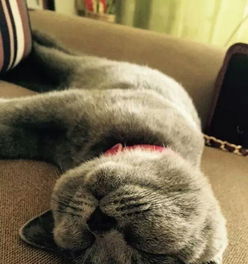 纯种英短蓝猫未绝育