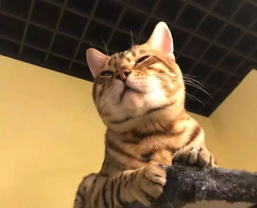 治愈系猫咪咖啡馆萌化你的少女心