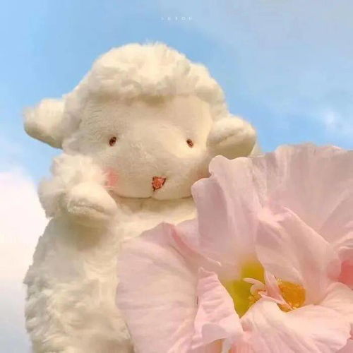 背景图玫瑰花谁送都浪漫,日落和谁都好看