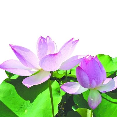 1月14号惹不起,1月15号上上吉,4生肖前有贵人后有靠山