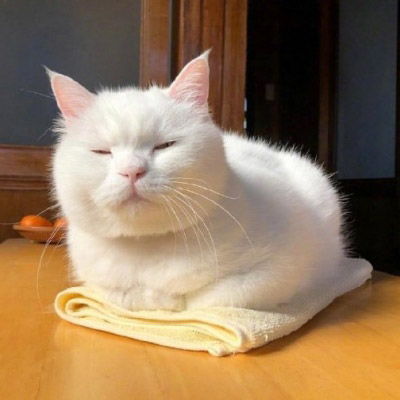 可爱小猫咪卖萌头像史上最可爱超萌的小白猫图片