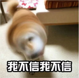 每日表情包女生专用表情系列