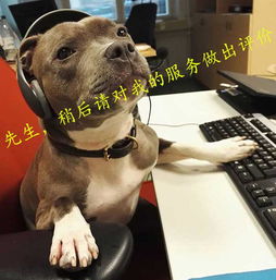 养狗15岁,你还能朝我微笑,真好