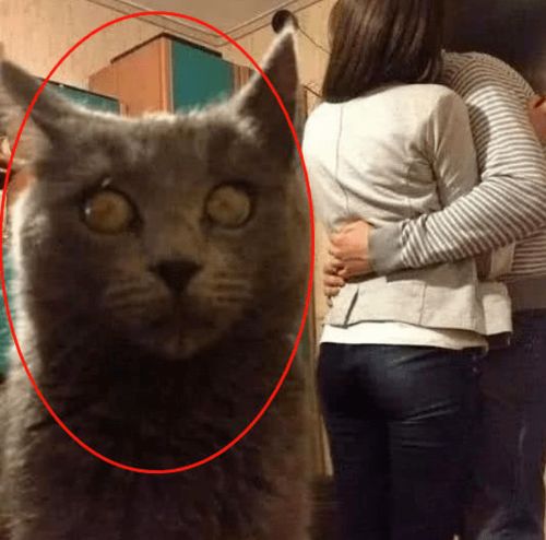 蓝猫看到两主人亲热,瞬间失控醋意大发,丰富小表情令人笑疯了