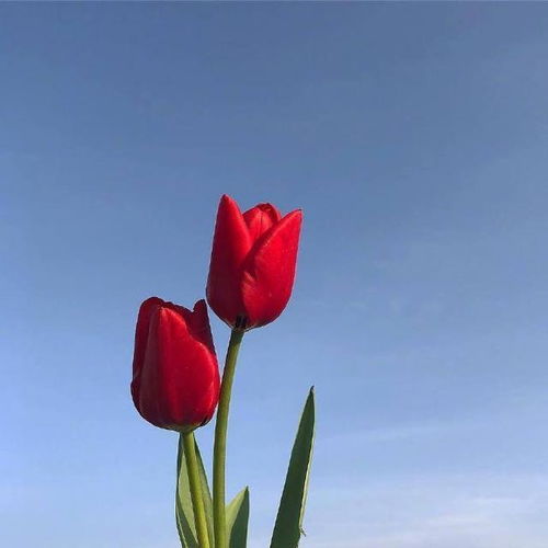 写在书签上的唯美句子,简洁精致,女生超爱