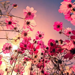 林芝游记
