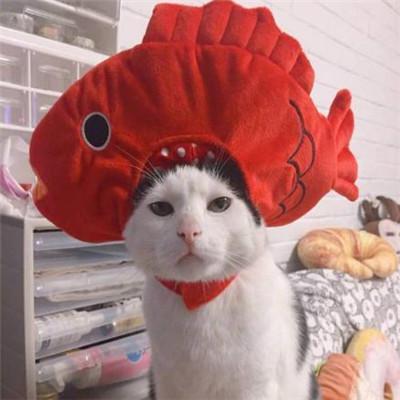 猫咪情侣头像一对两张有点搞笑的小猫咪