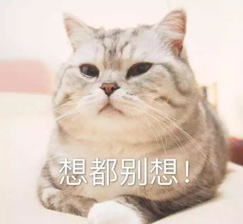 猫咪抓沙发怎么办几个方法让猫不再抓沙发