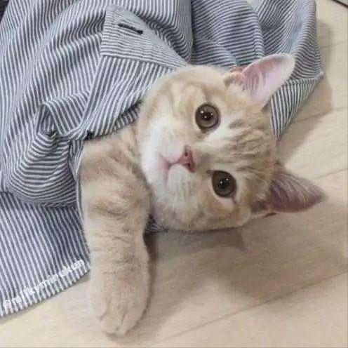 猫咪更喜欢亲近女生的5大原因,男主人们不服不行