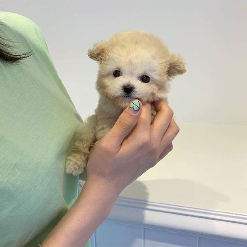 可爱狗子头像想养一只