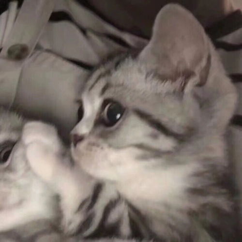 女生头像慵懒偏冷淡风抱猫性冷淡