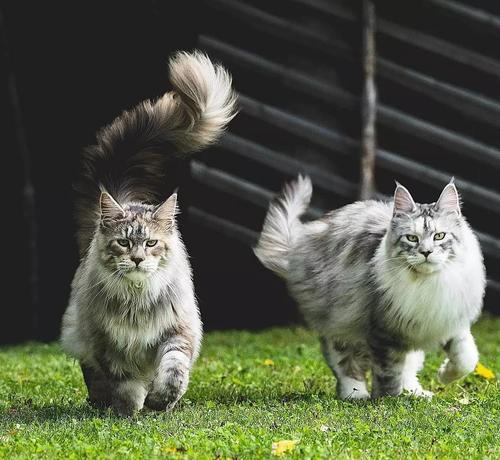 缅因猫本王真的是喵星人,只是饭量比较大