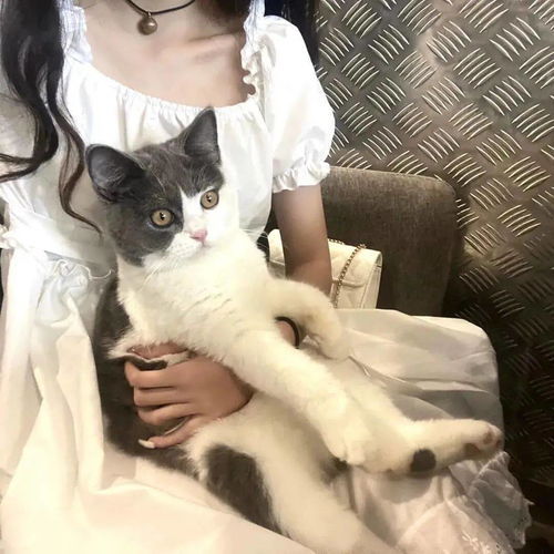 头像图片丨女生头像丨可爱的猫系女头1214