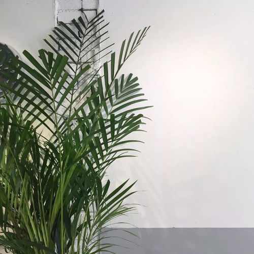 背景图一往情深深几许