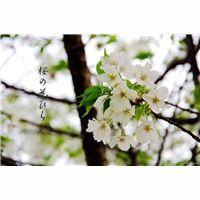 哪里有山樱花苗福建山樱花苗木基地