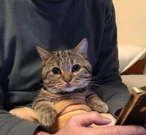 女头像是猫说明单身说明