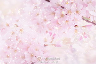 网页链接