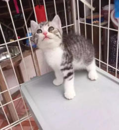 出售英国短毛猫蓝猫蓝白美短加白起司猫