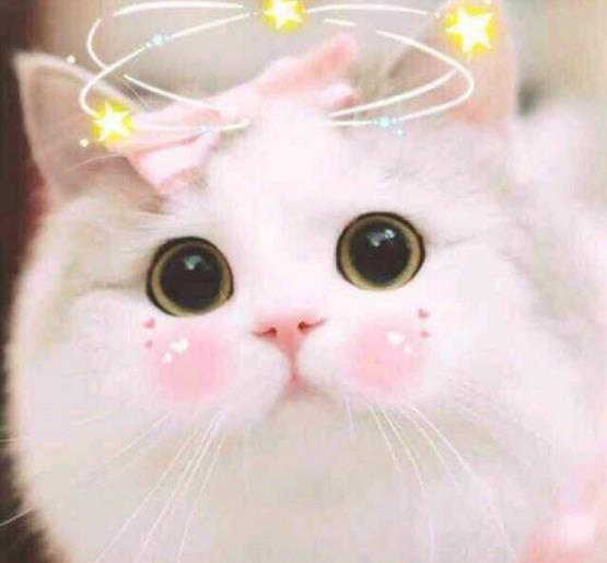猫咪夏天意外死亡手册