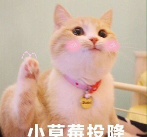 每日一笑这位热血男儿烫的吸血鬼满嘴的泡