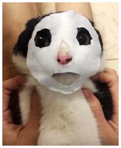 男子出差将猫咪托付给女友,晚上发来照片,点开一看笑坏了