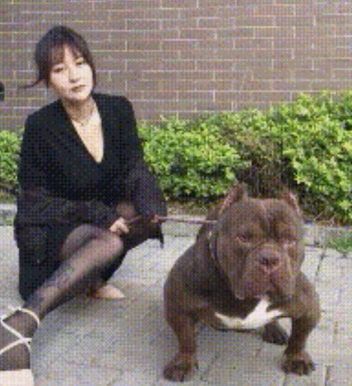 妹子喜欢养狗,是真人版美女与野兽呀哈哈,看得出来她喜欢猛的