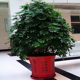微信吉利头像发财树