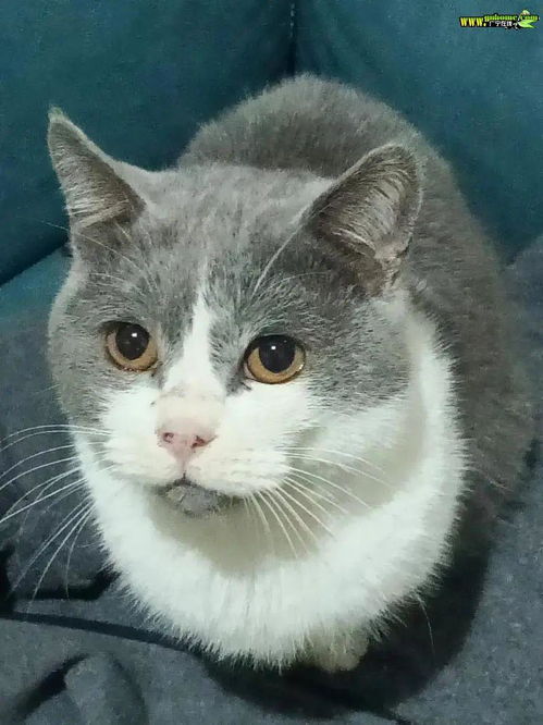 英短蓝白卷毛狗蓝猫矮脚长毛金,低价出售公猫卷毛狗宠物领养广宁县母猫狗狗蓝猫手机网易网