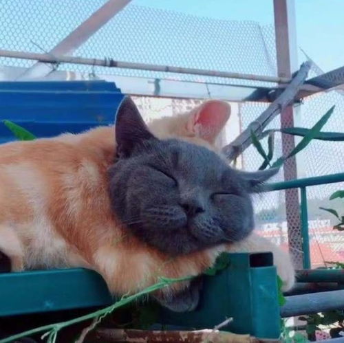 女子路上遇见一只流浪猫,看上去很特别,凑近一看直呼误会了