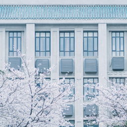 樱花樱花想见你蓝琉璃白雪樱