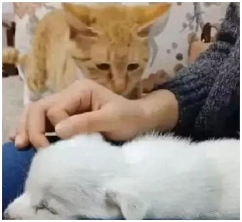 女子抱着狗狗正在看电视,感觉不对劲,低头一看,无法淡定了