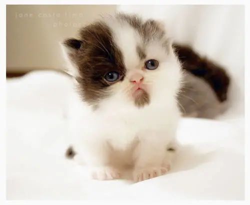 了解奶猫的成长,做一个合格铲屎官