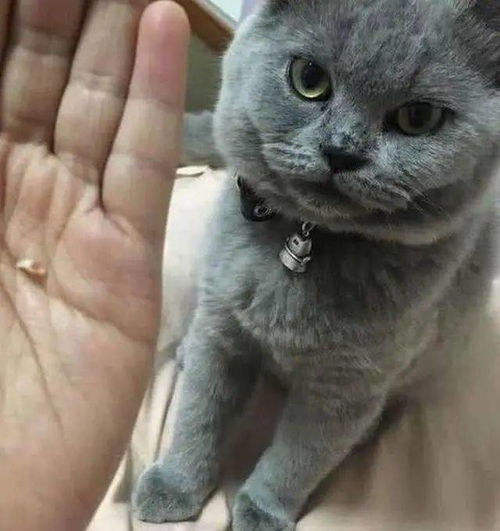 蓝猫偷吃被主人教训,上去反咬主人一口,主人大喊一声后笑喷