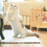 白色可爱小猫咪头像,小猫咪微信头像图片