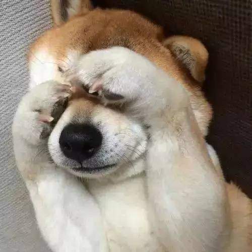 搞笑动物去了一趟非洲回来之后,我就变成了一只超黑的狗狗了