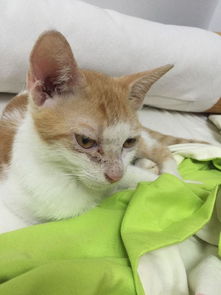 捡到只小橘猫,喂养半年时间,从流浪到男神的蜕变