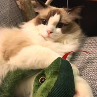 猫咪也是颜控党pidanstudio高颜值猫玩具测评