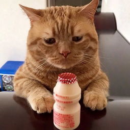 女生头像慵懒偏冷淡风抱猫中性风