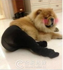 狗狗霸气护孕主主人给狗穿丝袜
