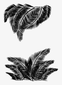 手绘小清新素描叶子素材图片免费下载高清png千库网图片编号10217938