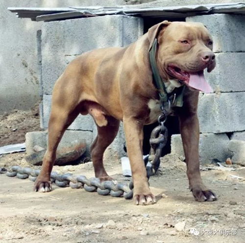 美国比特犬可爱头像