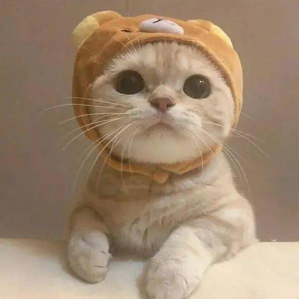 猫少了这双电眼,你还会继续爱我吗