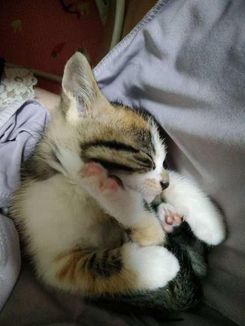 女孩领养了一只小奶猫,喂养不到半个月,哭诉全身上下都是伤痕