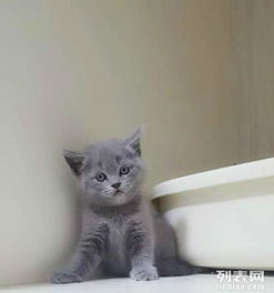 纯种英国短毛猫蓝猫ddmm健康可爱