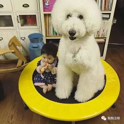 生个孩子养条狗,此生别无所求